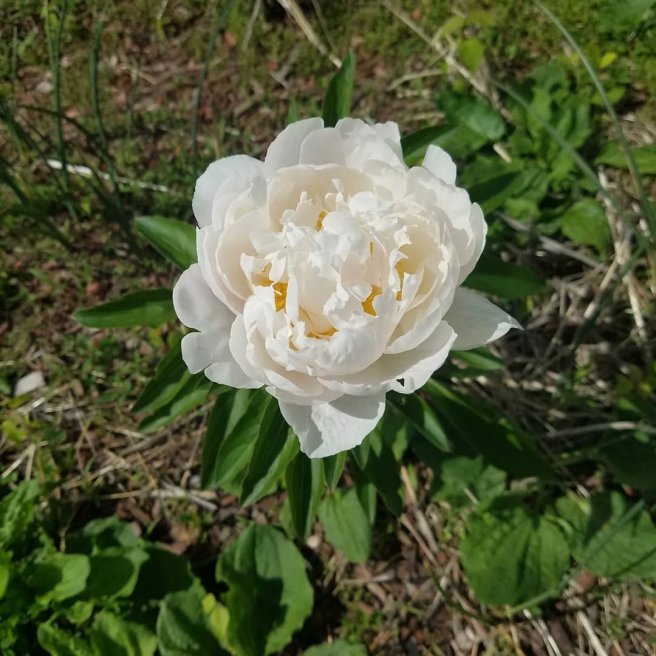 Peony_2020